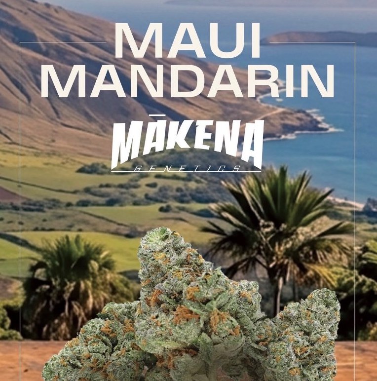 Mākena Genetics Maui Mandarin flyer with flower over a Maui coastline